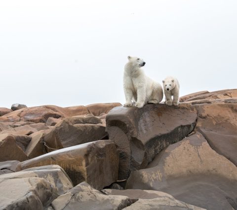 Image of Churchill Manitoba