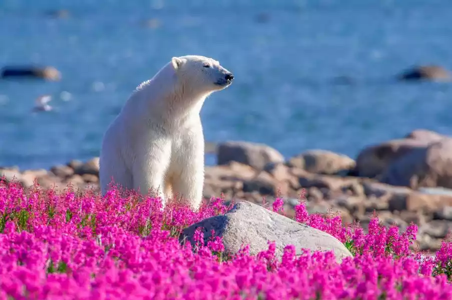 Image of Churchill Manitoba