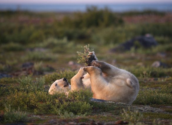 Image of Churchill Manitoba
