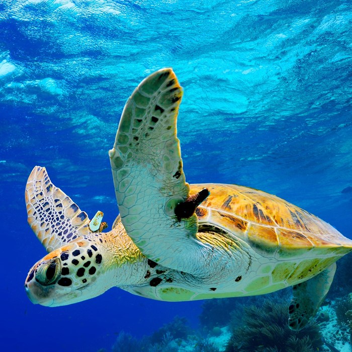 Photo from Fantasyland Hotel