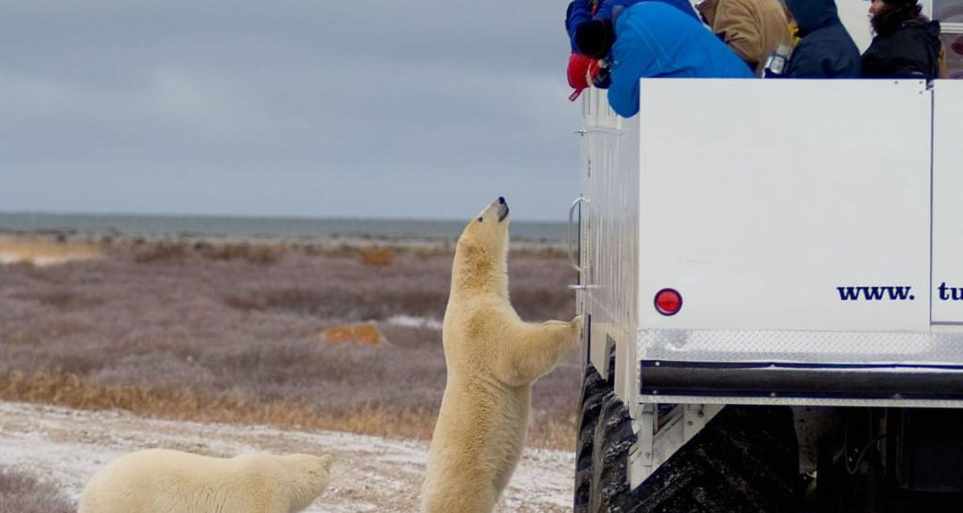 Image of Churchill Polar Bear Tour from Vancouver!