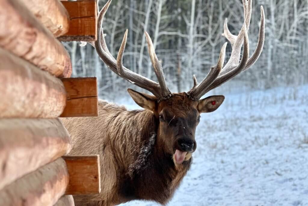 Image of Tales of the Yukon: City Sights & Northern Lights Getaway!