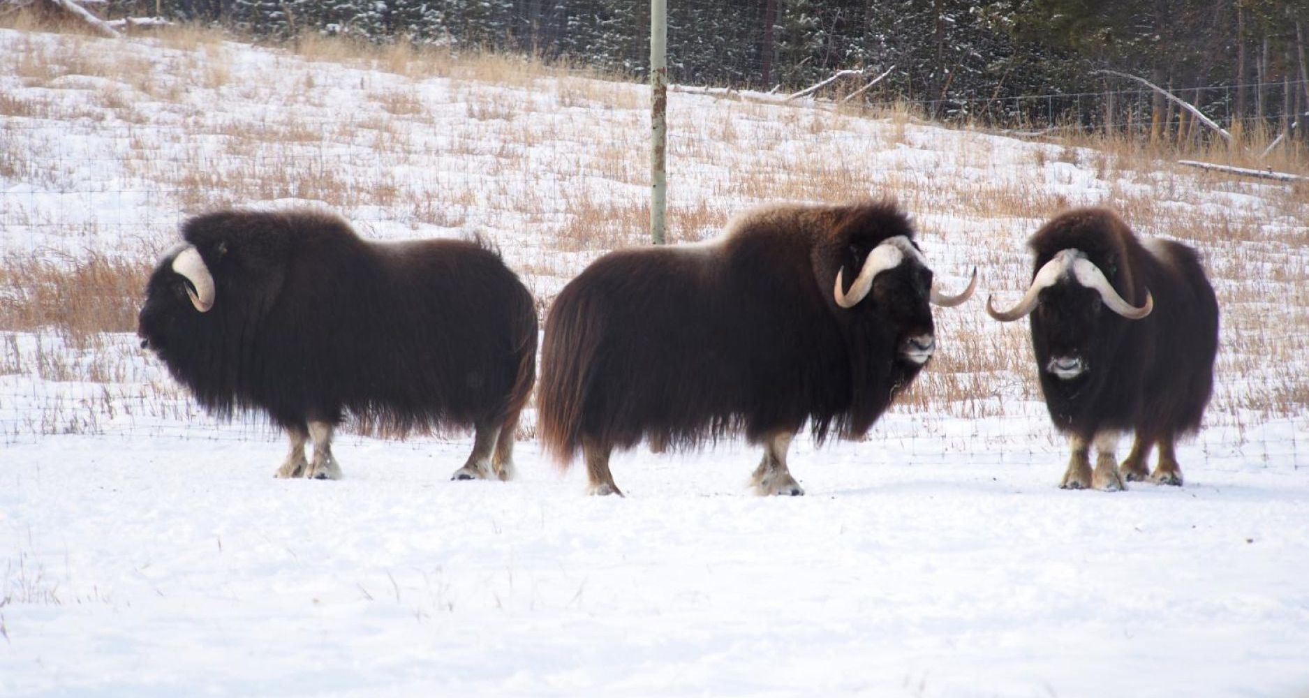Image of Wildlife, Hot Springs, and Aurora: A Yukon Winter Getaway!