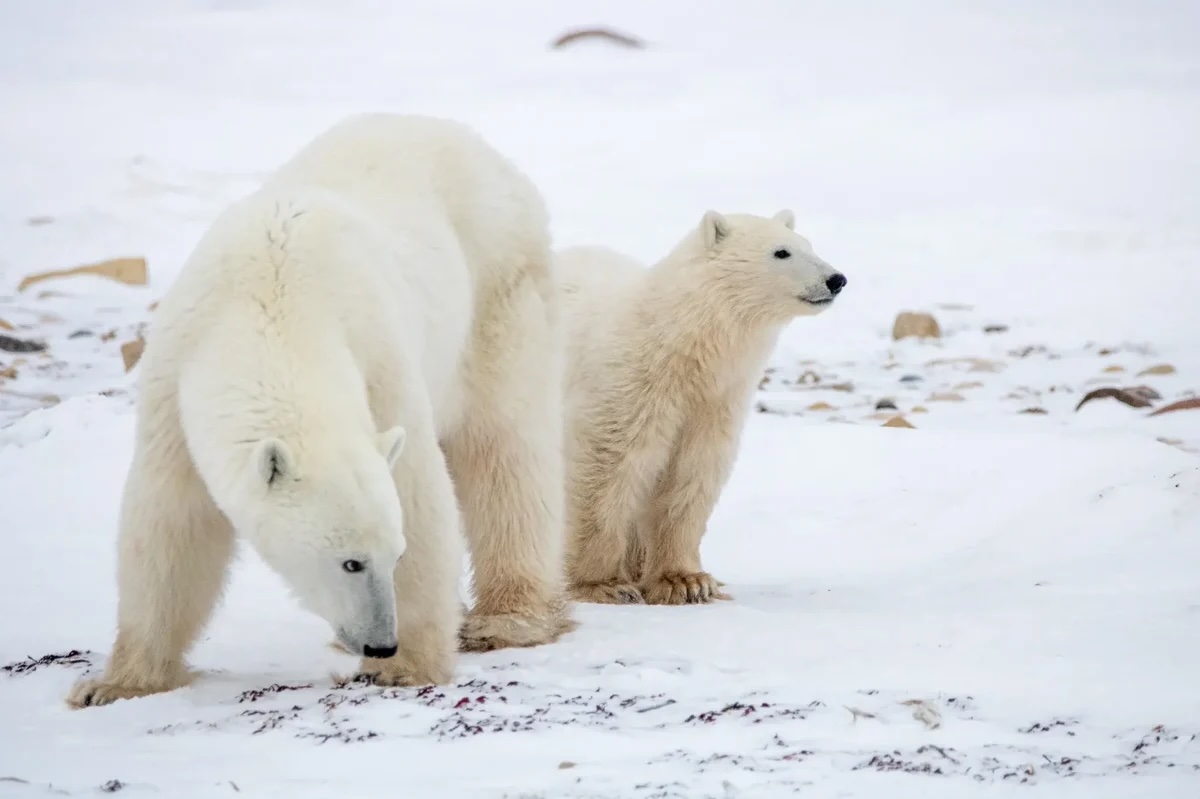 Image of Churchill Polar Bear Tour from Vancouver!