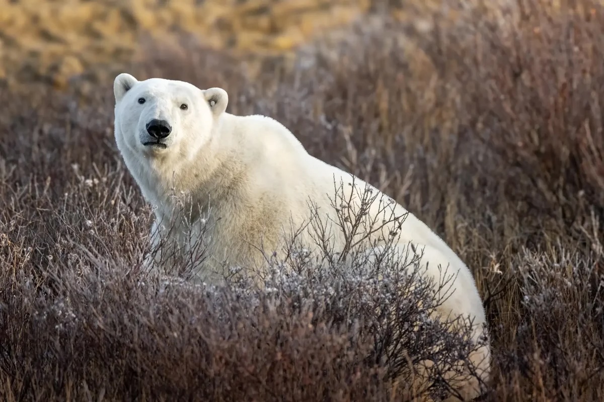 Image of Churchill Polar Bear Tour from Vancouver!