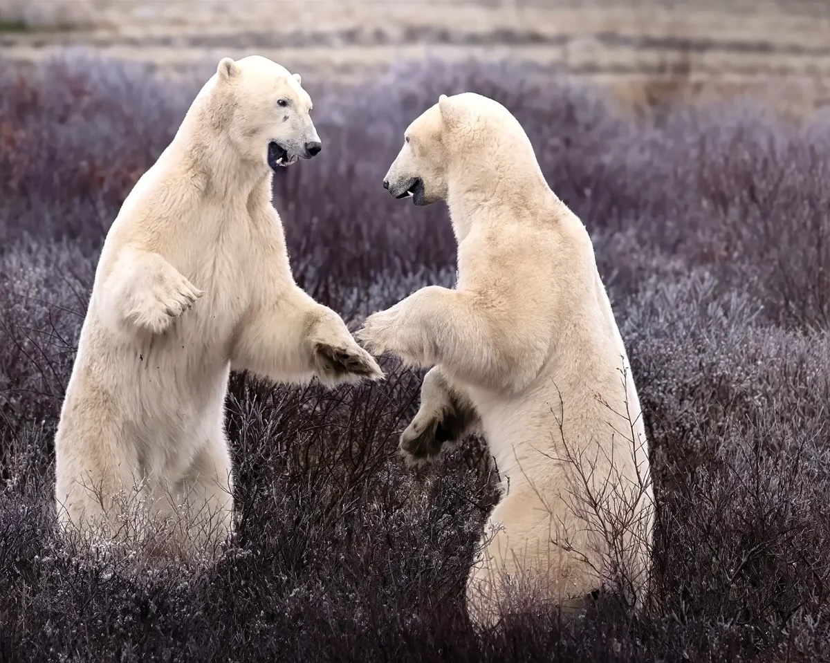 Image of Churchill Polar Bear Tour from Vancouver!
