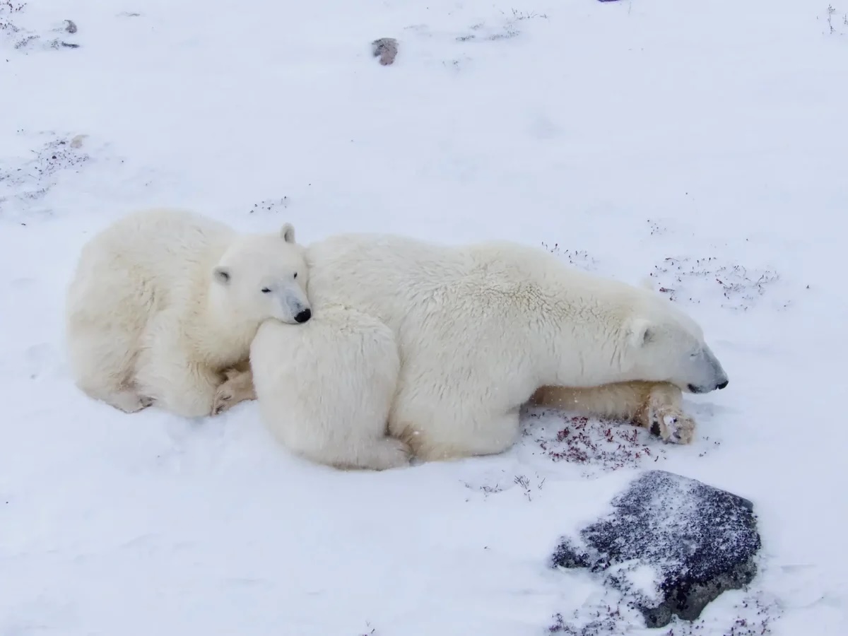 Image of Churchill Polar Bear Tour from Vancouver!